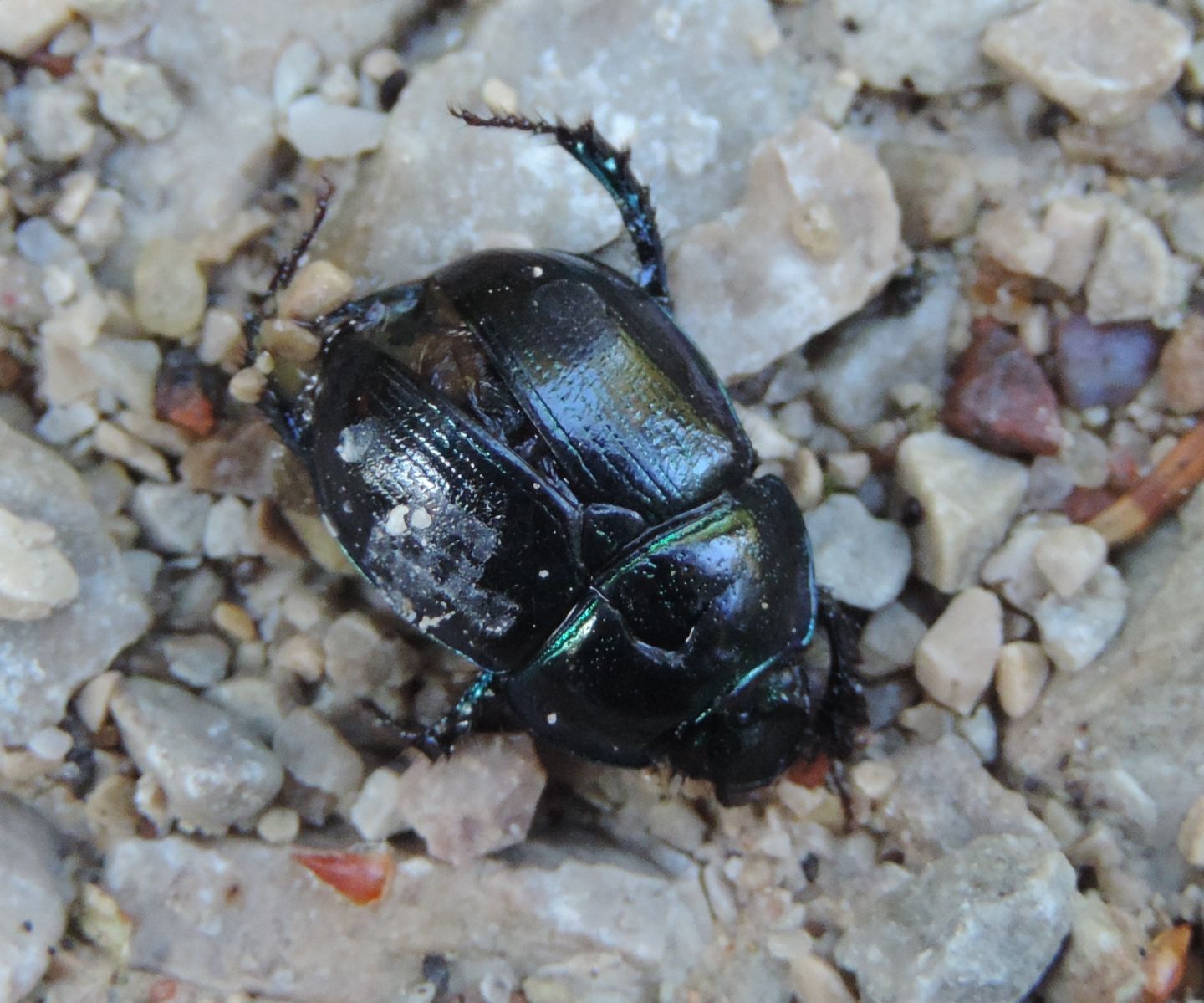 Anoplotrupes stercorosus(Geotrupidae) dell''Estonia