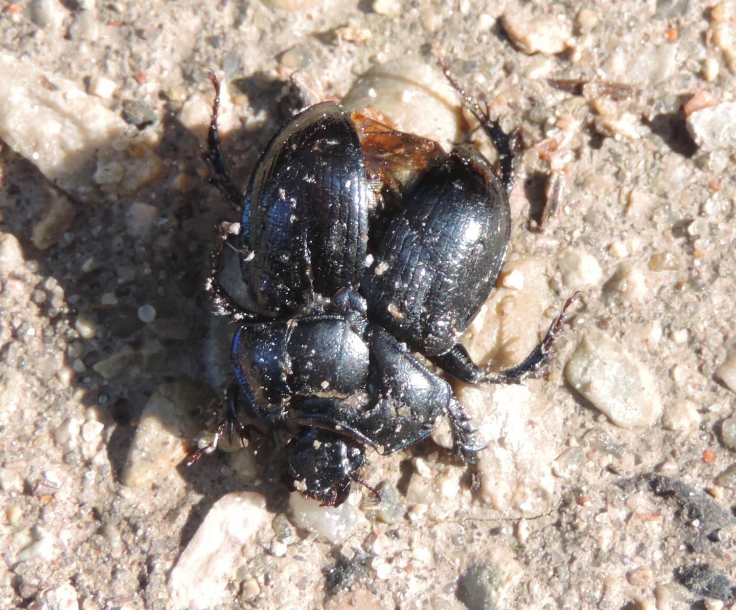 Anoplotrupes stercorosus(Geotrupidae) dell''Estonia