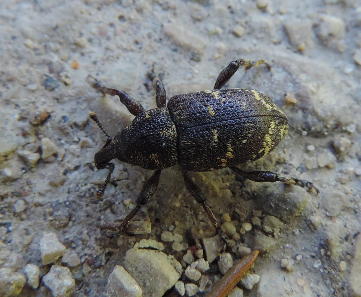 Hylobius abietis  dell'' Estonia