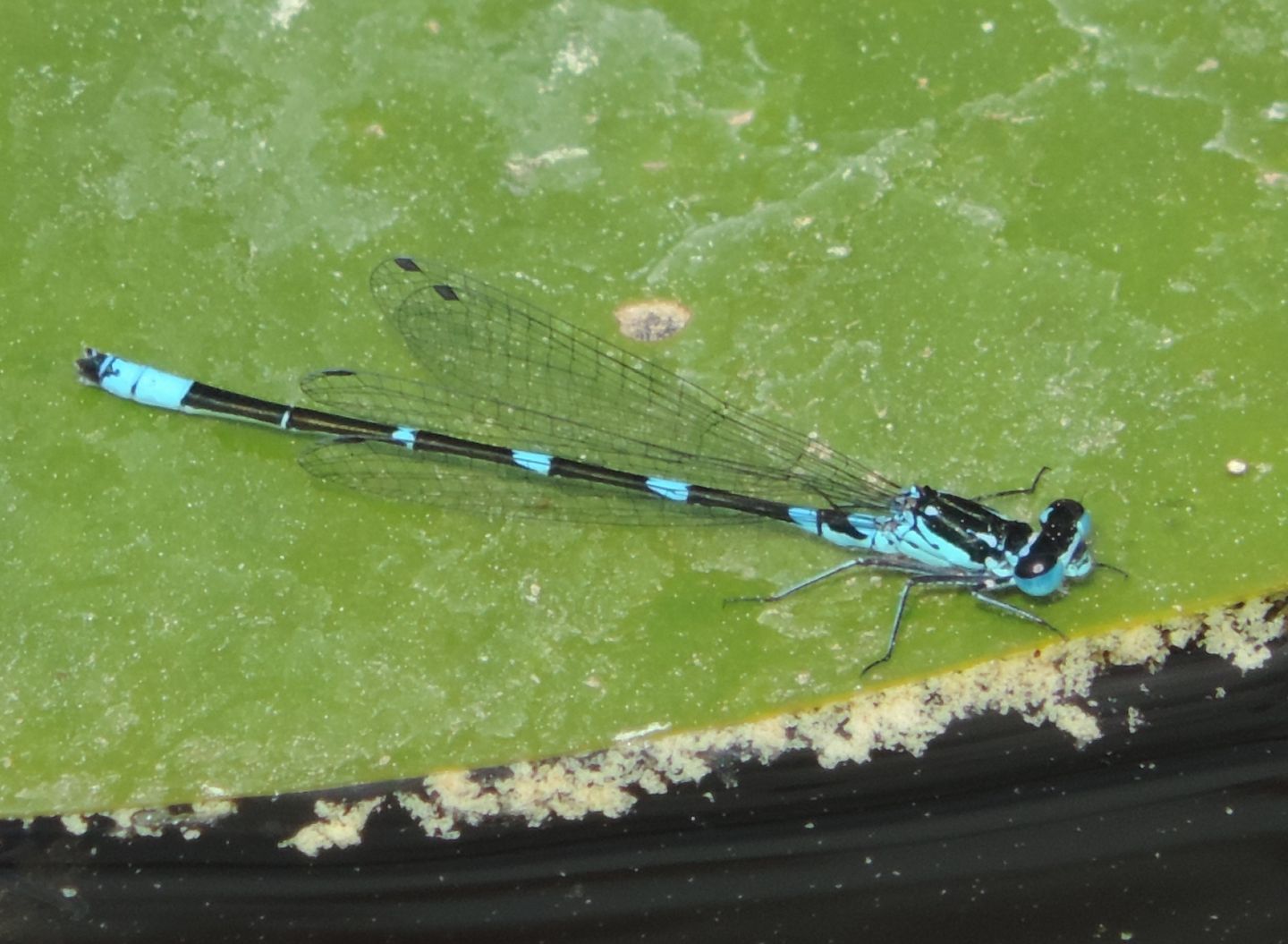 Coenagrion pulchellum dell''Estonia