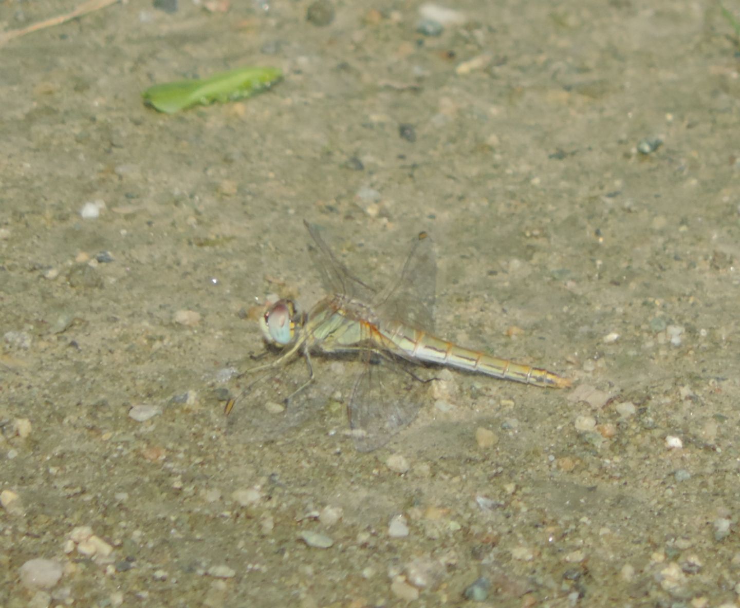 Quale Sympetrum?   Femmina di Sympetrum fonscolombii