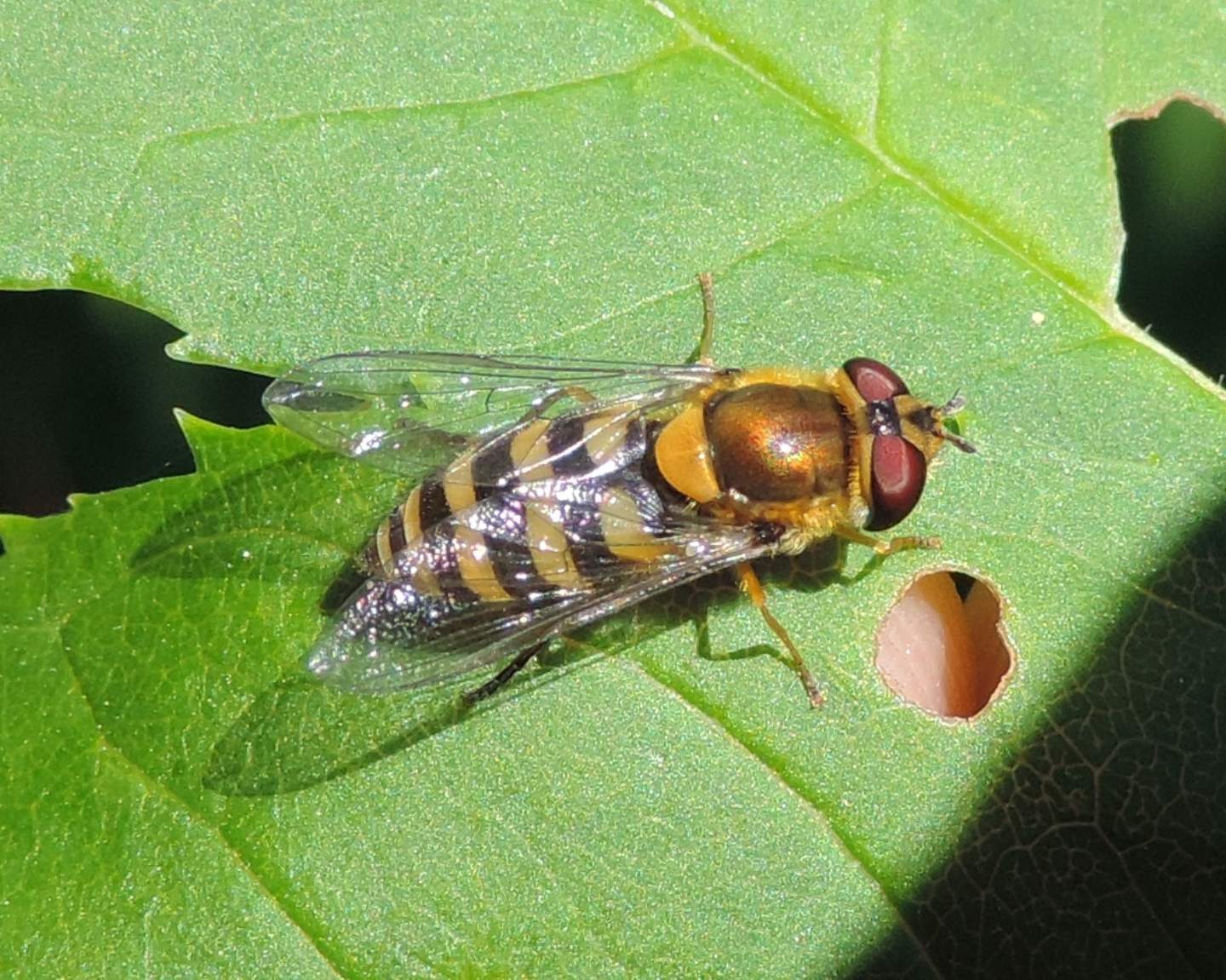 Syrphus vitripennis?  S, femmina