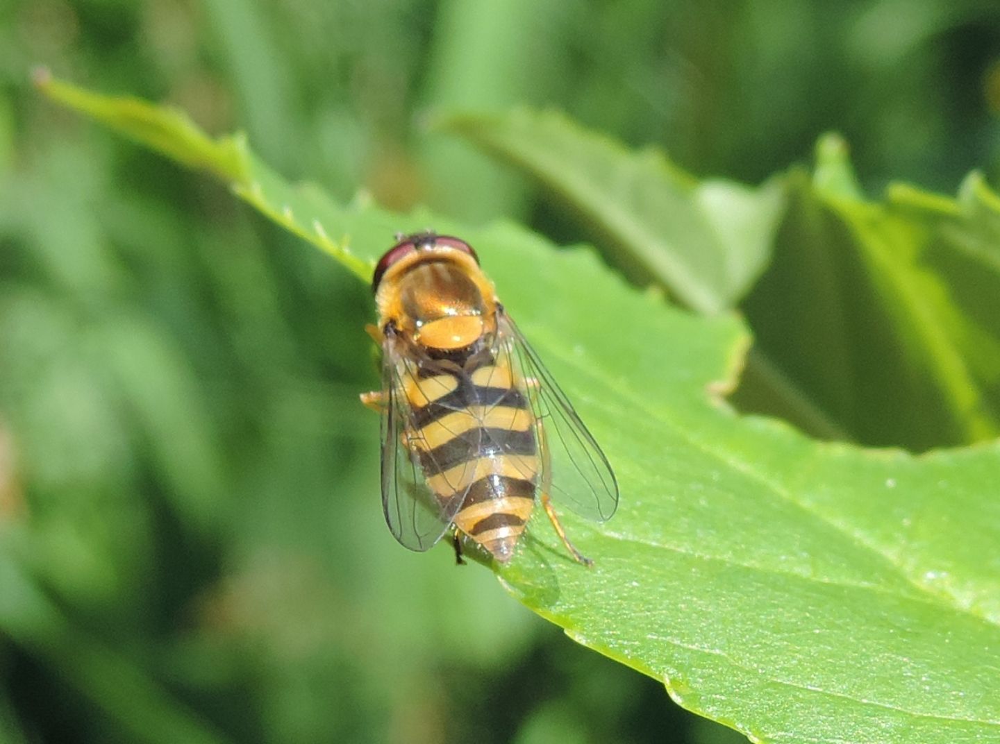 Syrphus vitripennis?  S, femmina