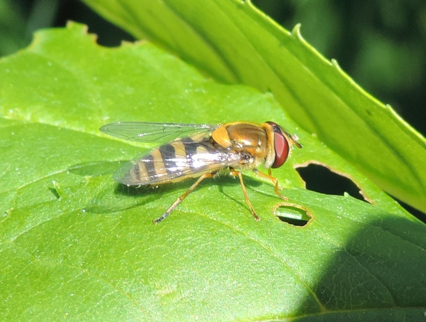 Syrphus vitripennis?  S, femmina