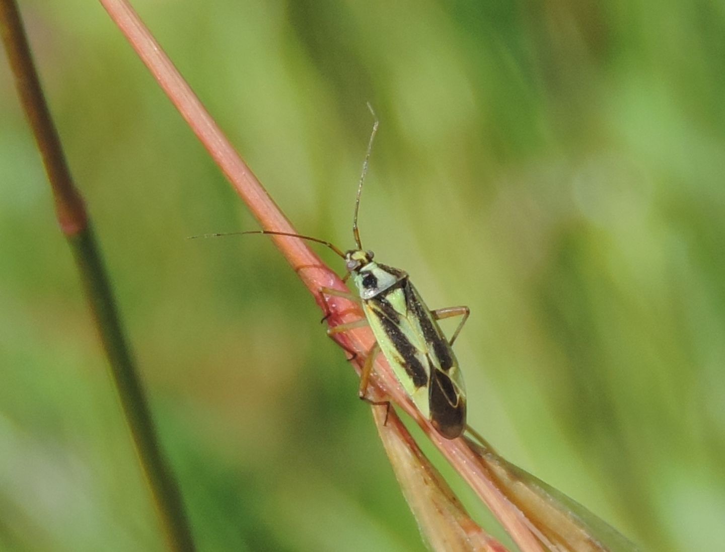 Lygaeidae?    No,  Miridae: Stenotus binotatus