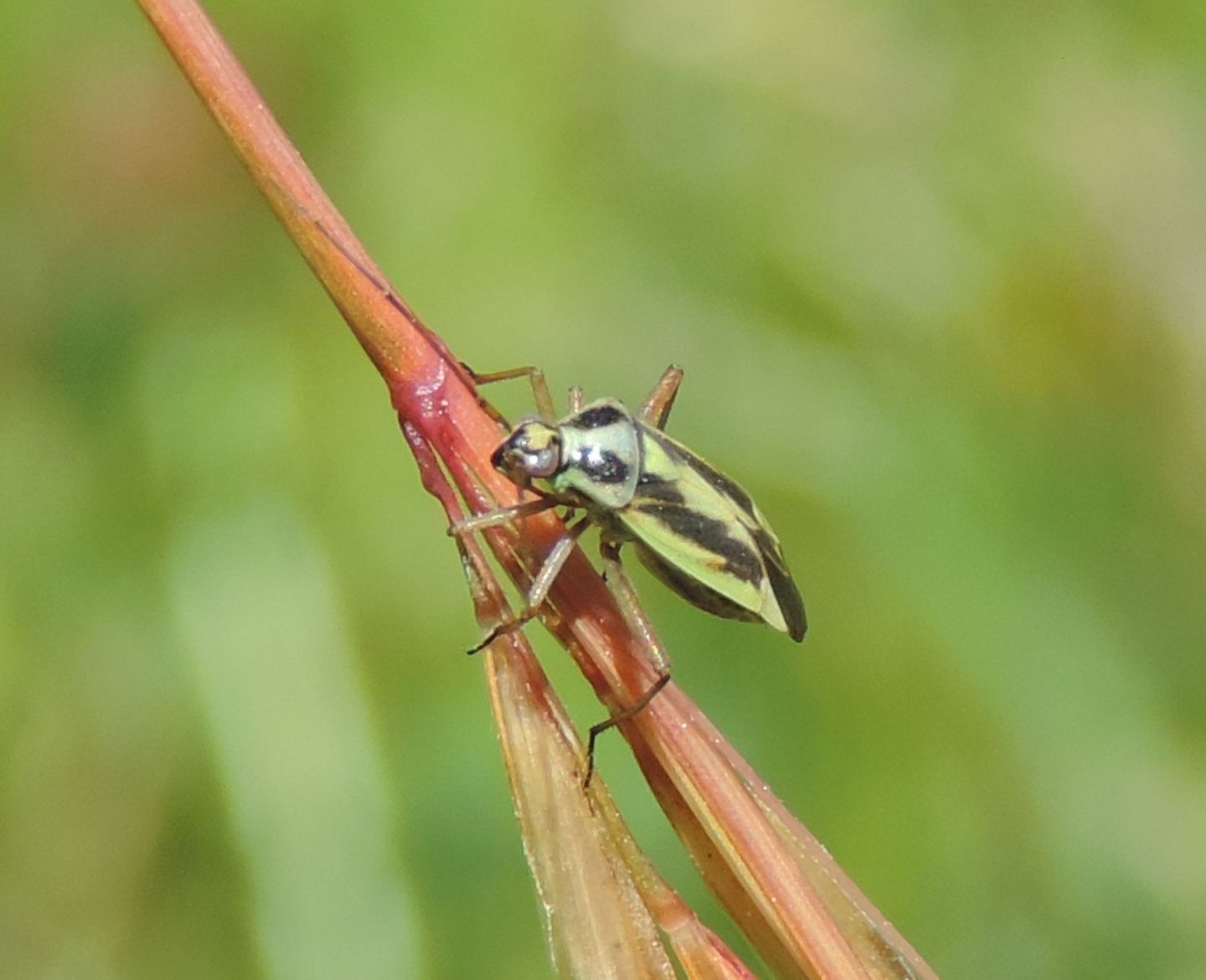 Lygaeidae?    No,  Miridae: Stenotus binotatus