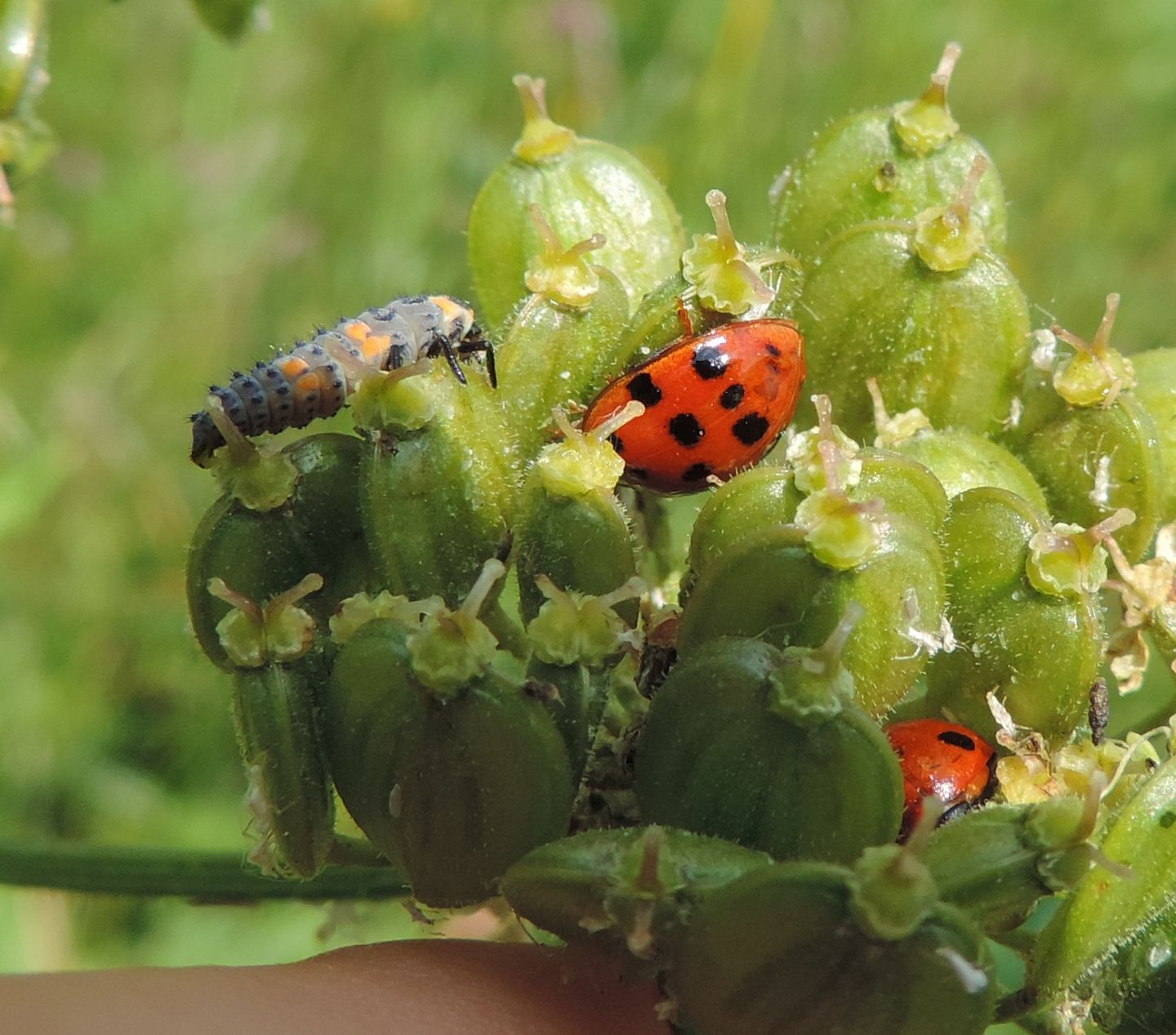 Harmonia axyridis e larva di Coccinella septempunctata