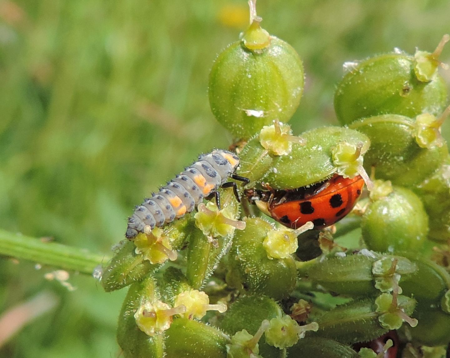 Harmonia axyridis e larva di Coccinella septempunctata