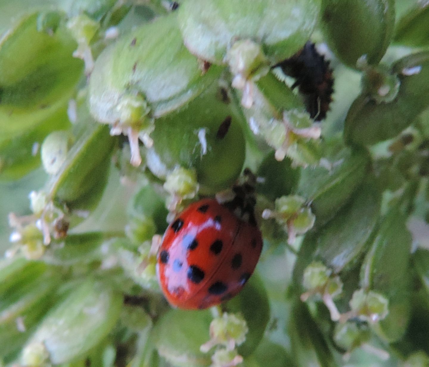 Harmonia axyridis e larva di Coccinella septempunctata