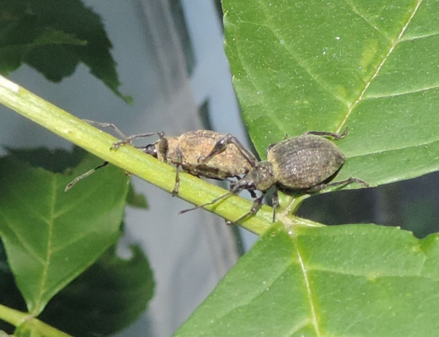 Coppia di Otiorhynchus pseudonothus