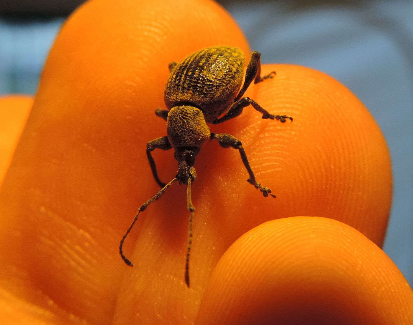 Coppia di Otiorhynchus pseudonothus