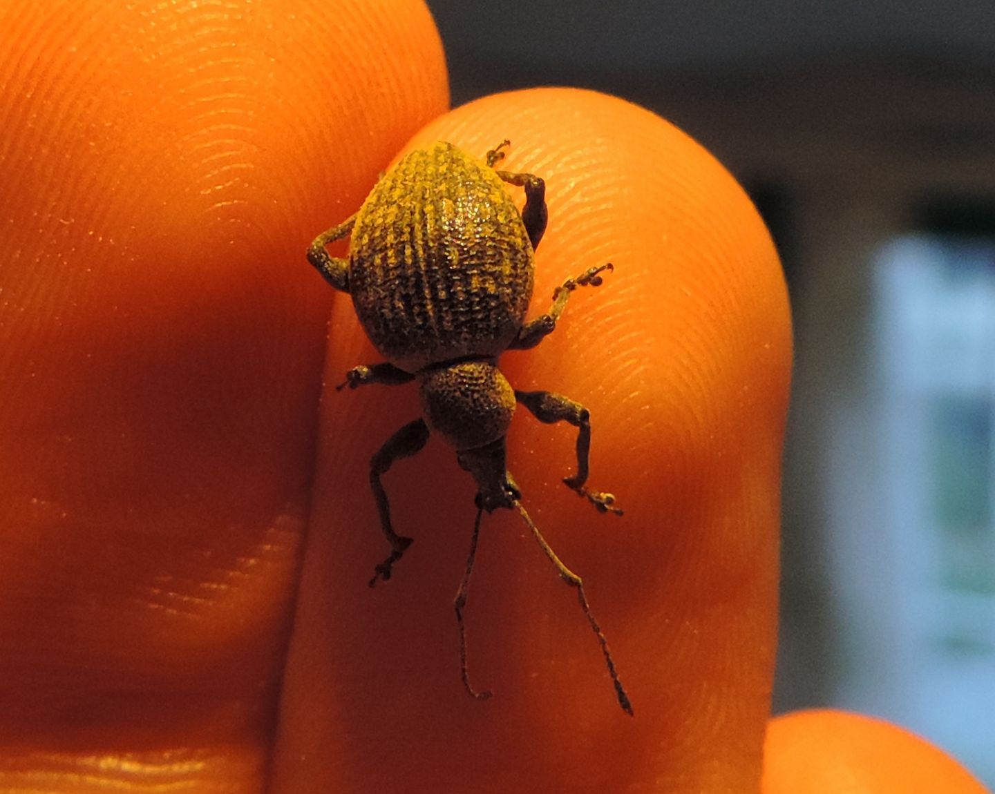 Coppia di Otiorhynchus pseudonothus