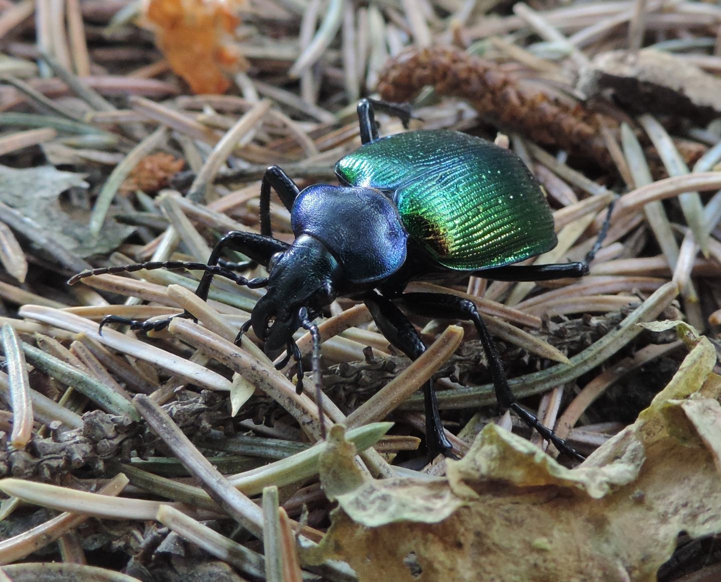 Domanda su Calosoma sycophanta