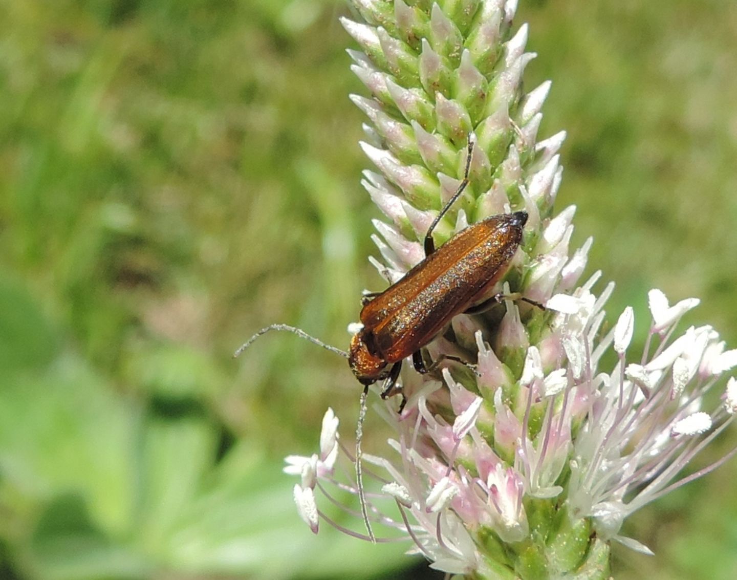 Oedemeridae: Anogcodes rufiventris? S.