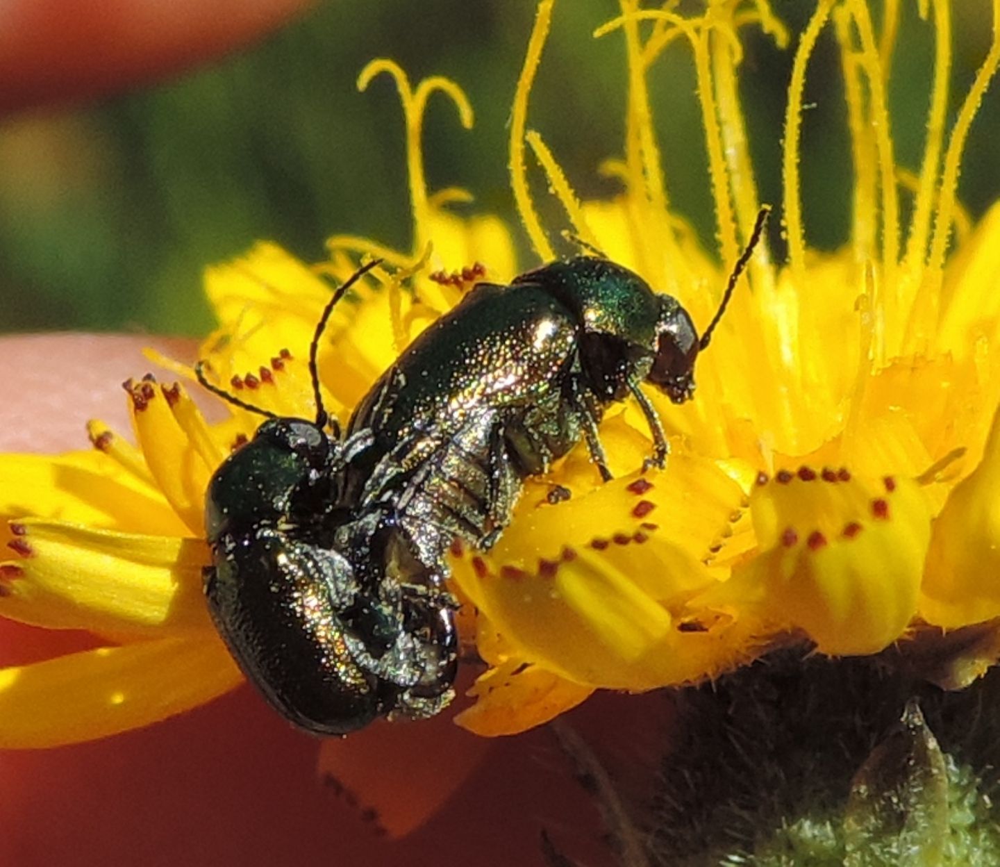 Cryptocephalus sp. (transiens o  hypochaeridis)