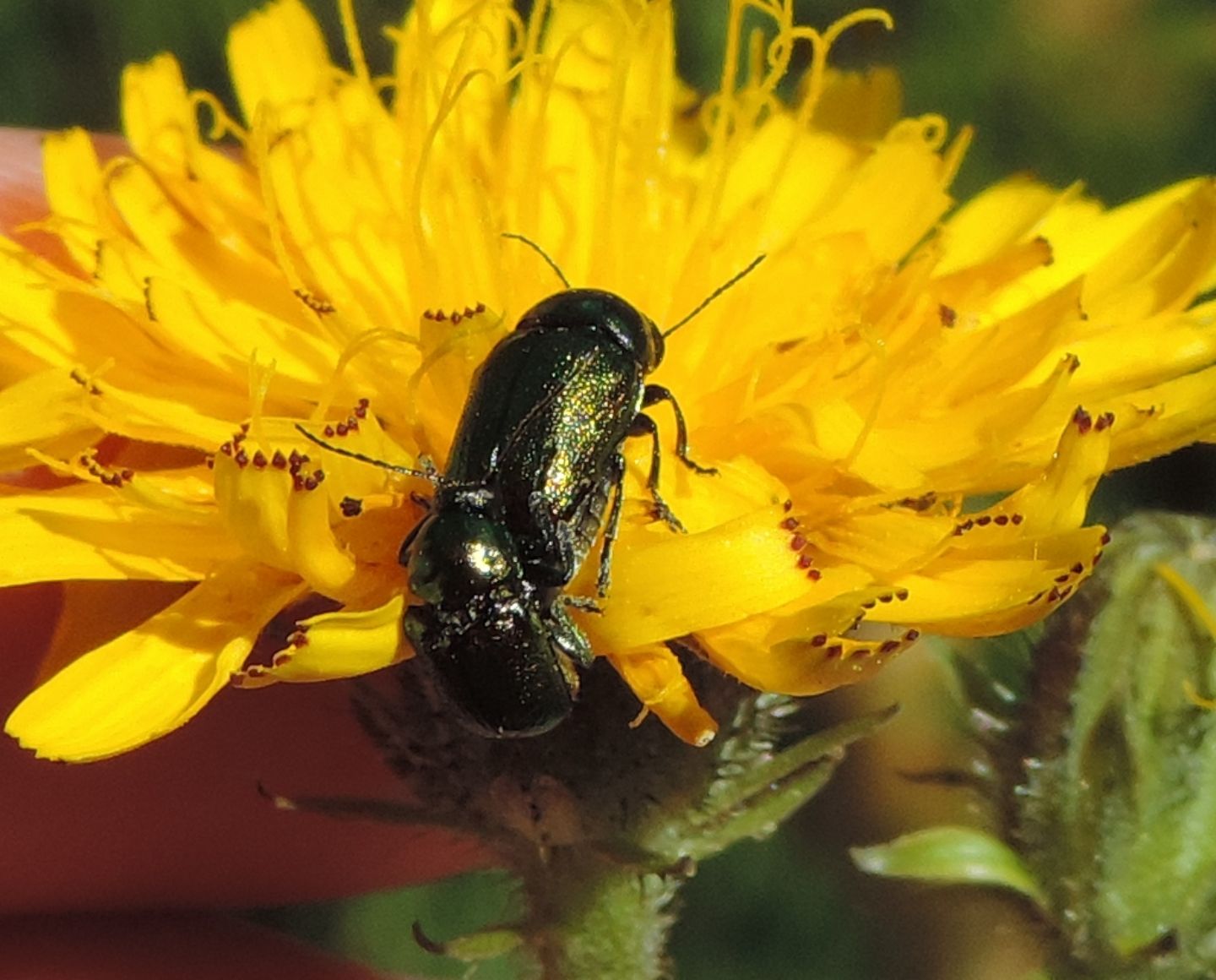 Cryptocephalus sp. (transiens o  hypochaeridis)