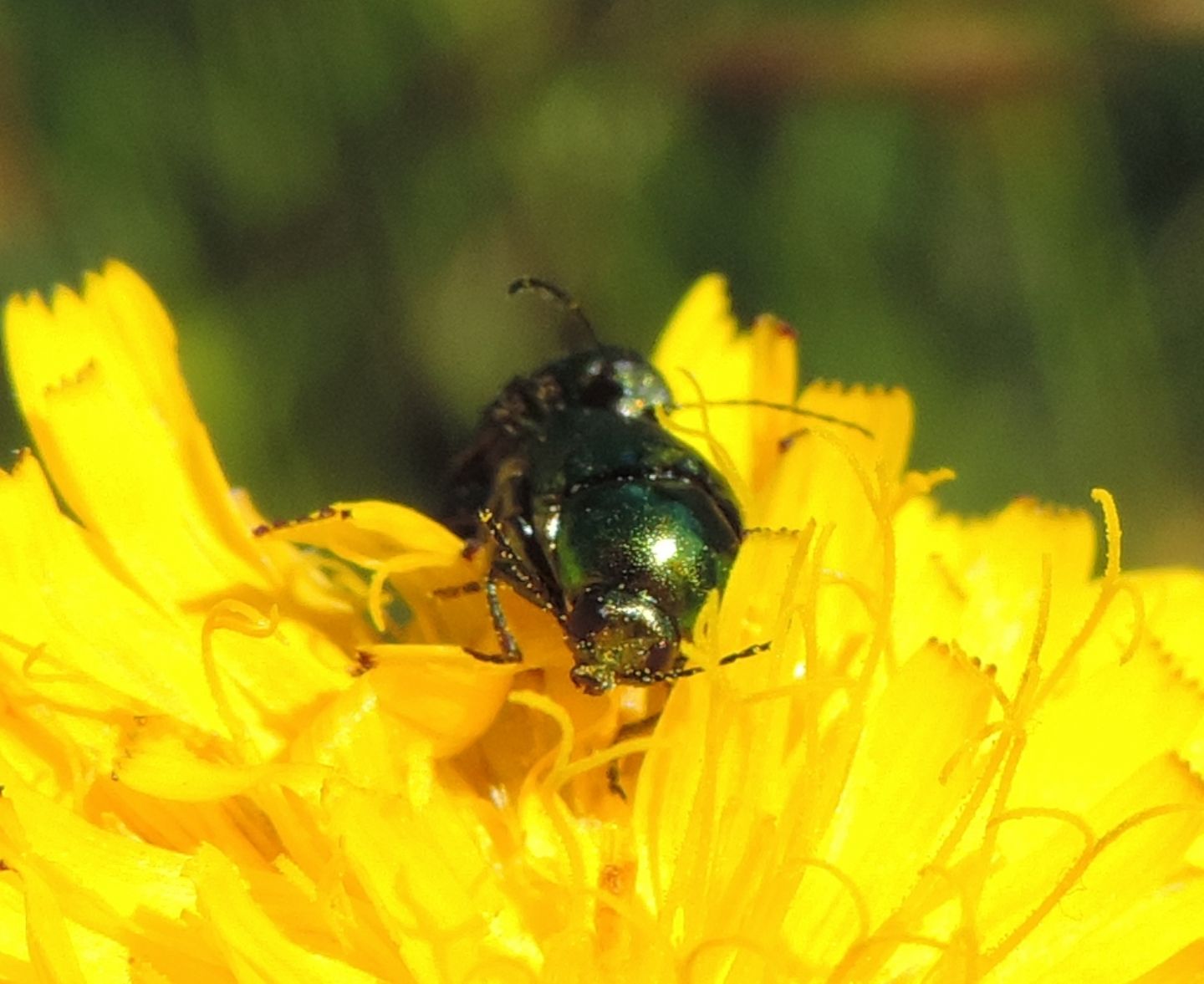 Cryptocephalus sp. (transiens o  hypochaeridis)