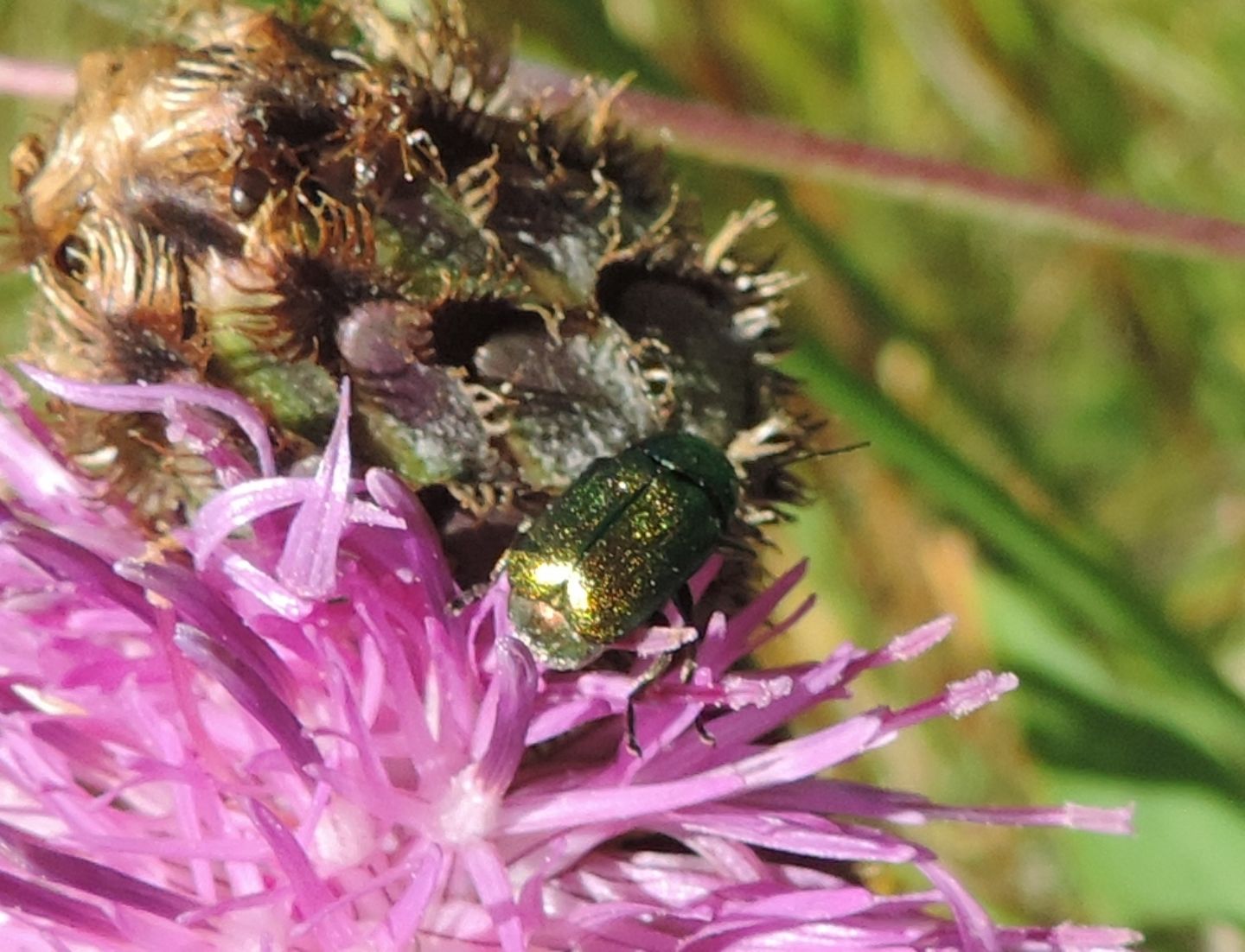 Cryptocephalus sp. (transiens o  hypochaeridis)