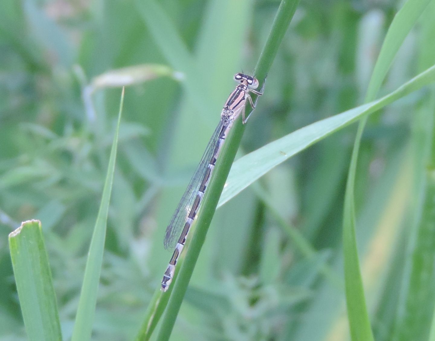 Coenagrionidae:  Enallagma cyathigerum?     S, femmina