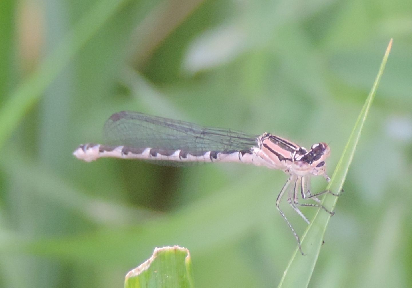 Coenagrionidae:  Enallagma cyathigerum?     S, femmina