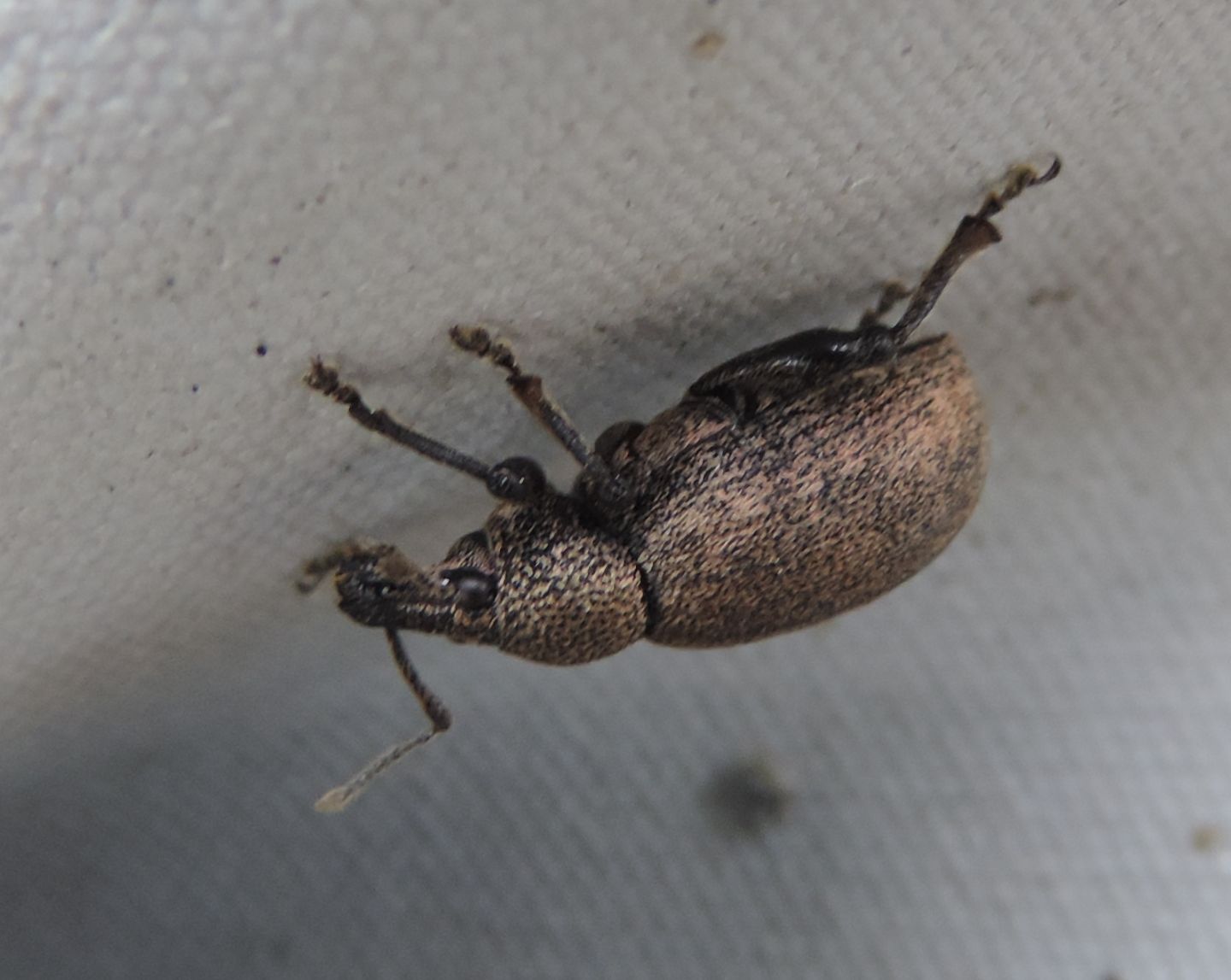 altro Otiorhynchus?  S,  Otiorhynchus (Cryphiphorus) ligustici