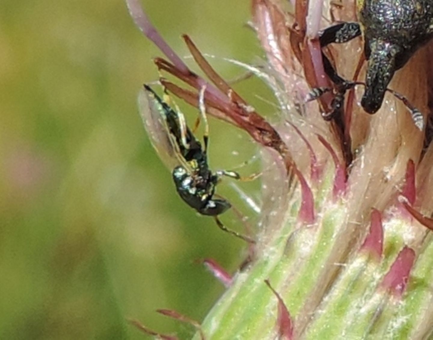 Pteromalidae:  cfr. Pteromalus elevatus