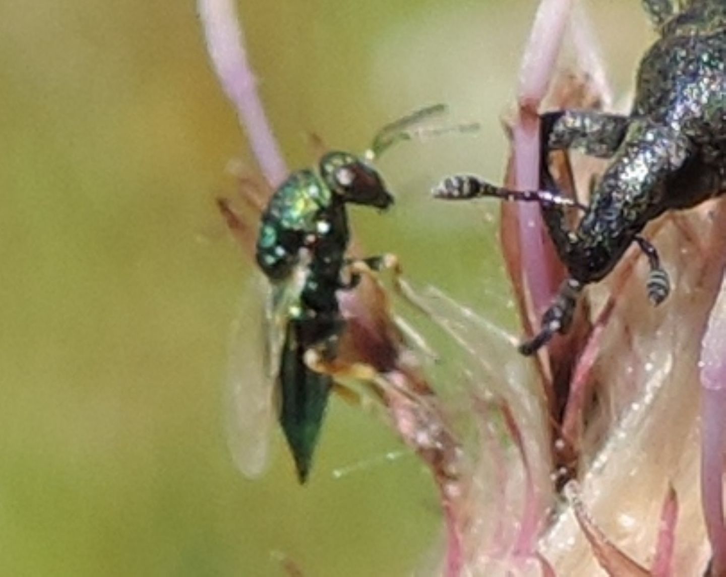 Pteromalidae:  cfr. Pteromalus elevatus