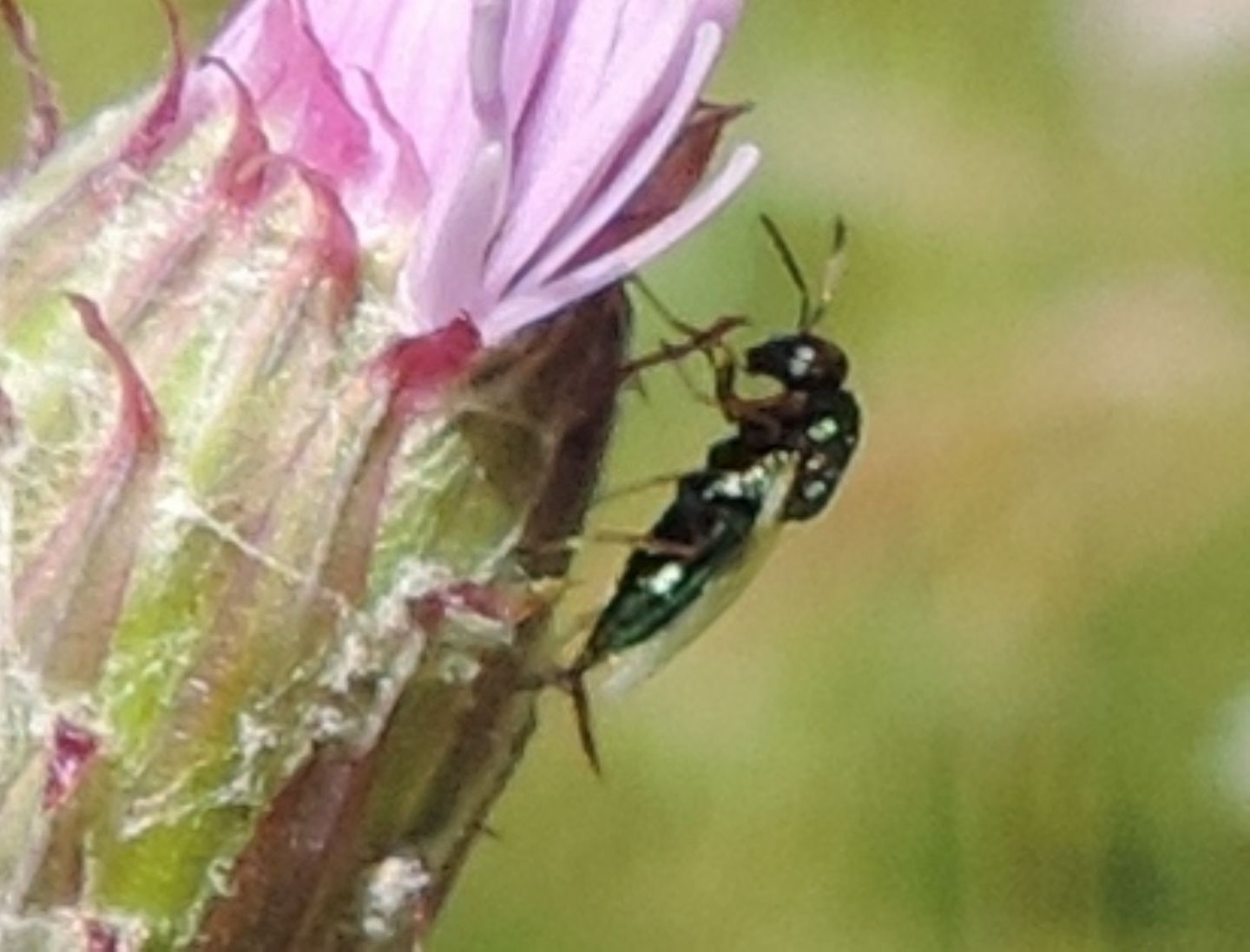 Pteromalidae:  cfr. Pteromalus elevatus