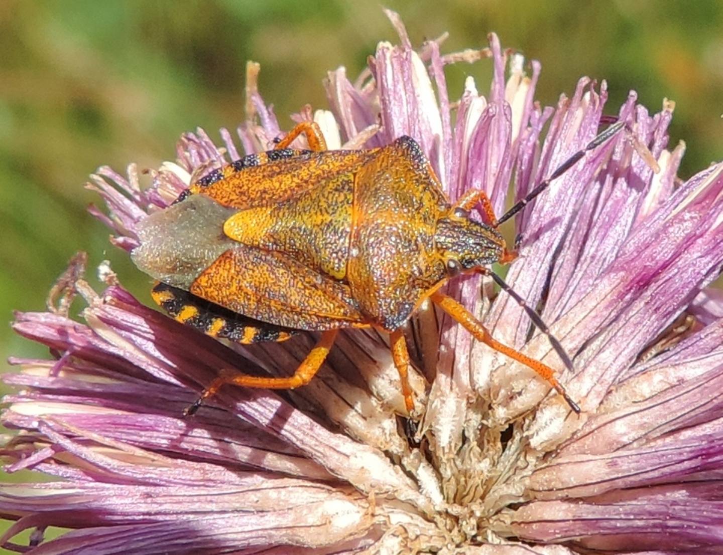 Carpocoris purpureipennis o mediterraneus?  Purpureipennis !