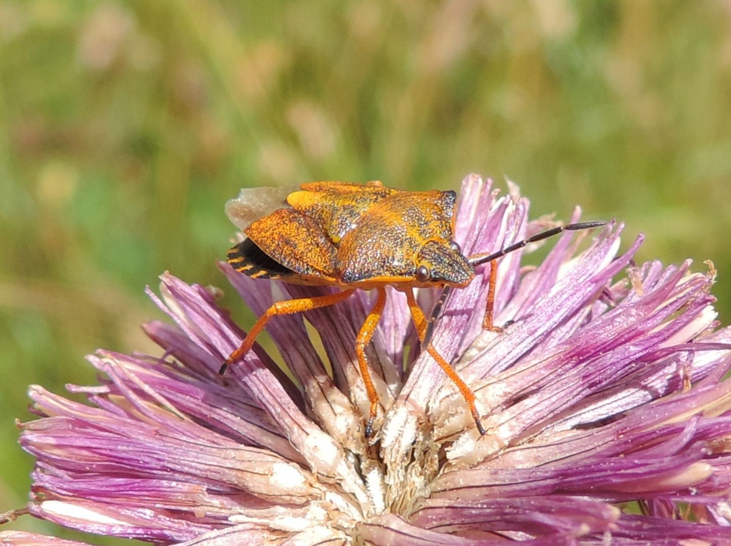 Carpocoris purpureipennis o mediterraneus?  Purpureipennis !