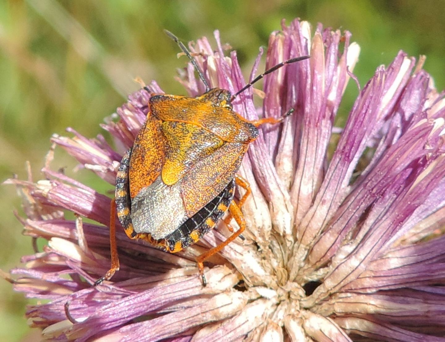 Carpocoris purpureipennis o mediterraneus?  Purpureipennis !