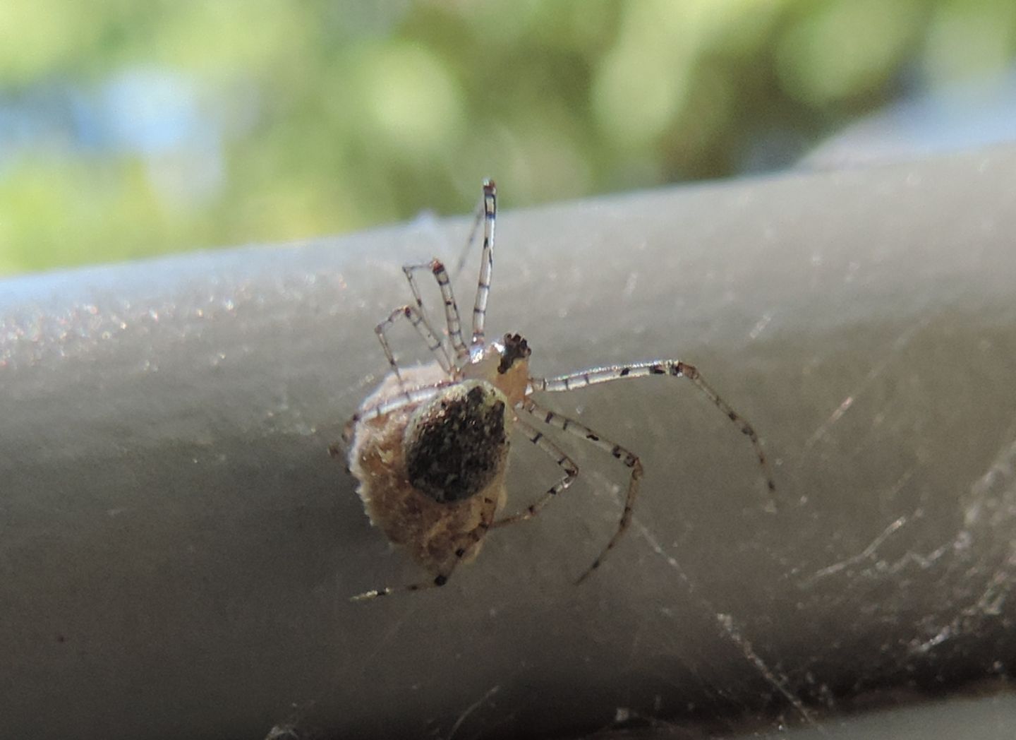 Ragno con ovisacco:  Platnickina tincta - Salbertrand (TO)