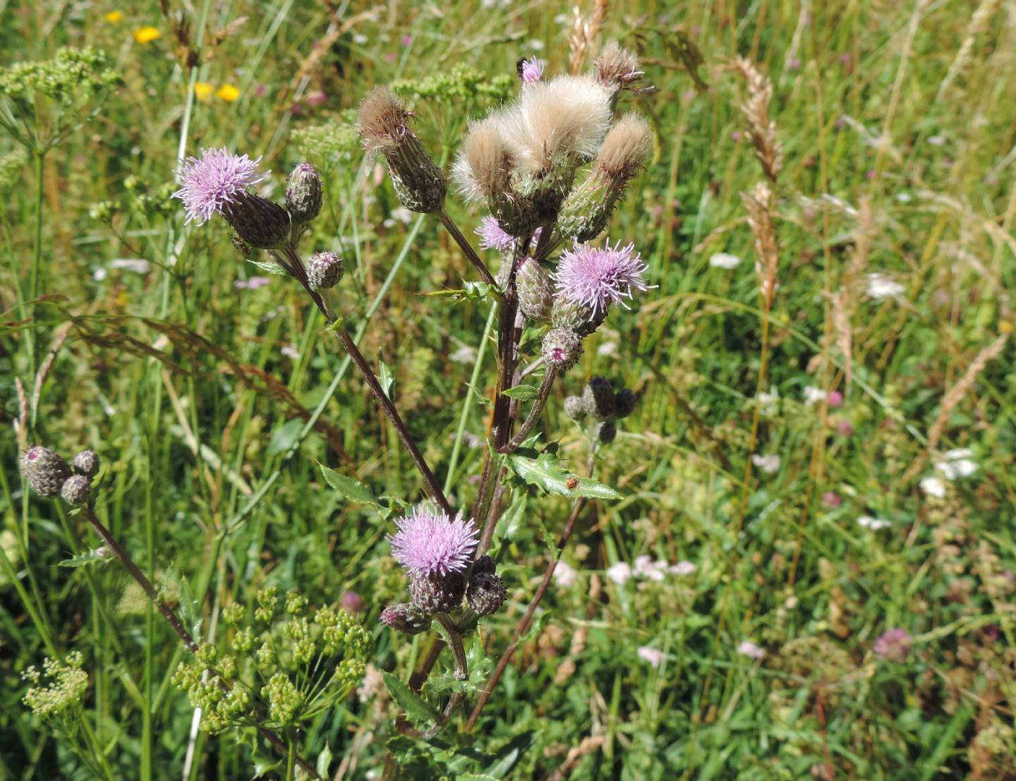 Cirsium arvense