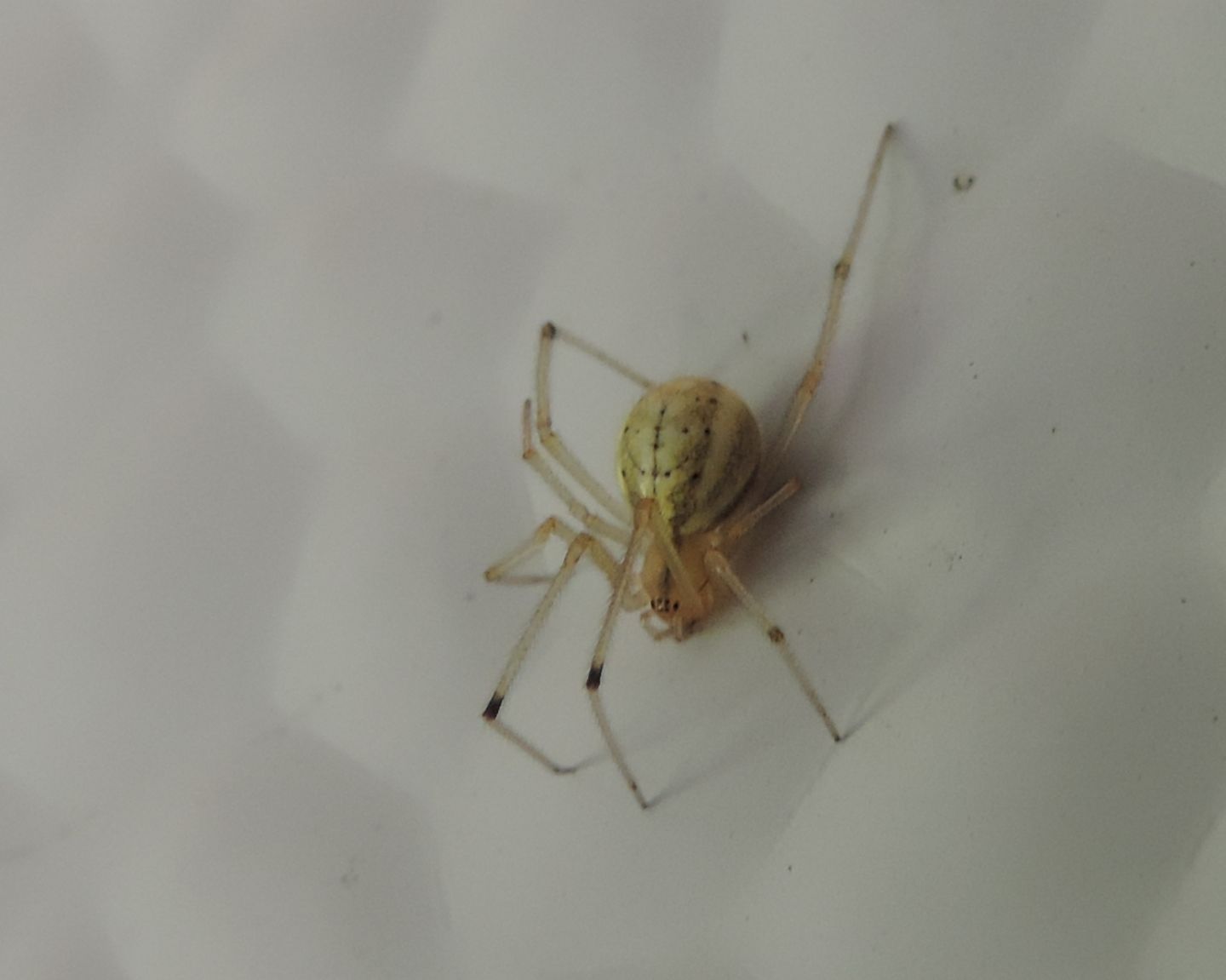 Enoplognatha ovata?