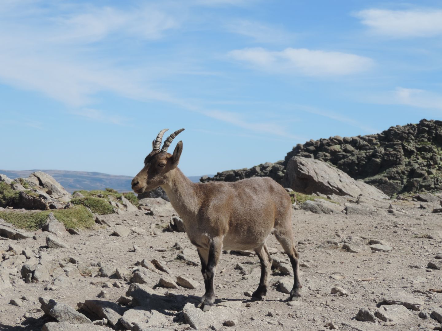 Stambecchi di Gredos