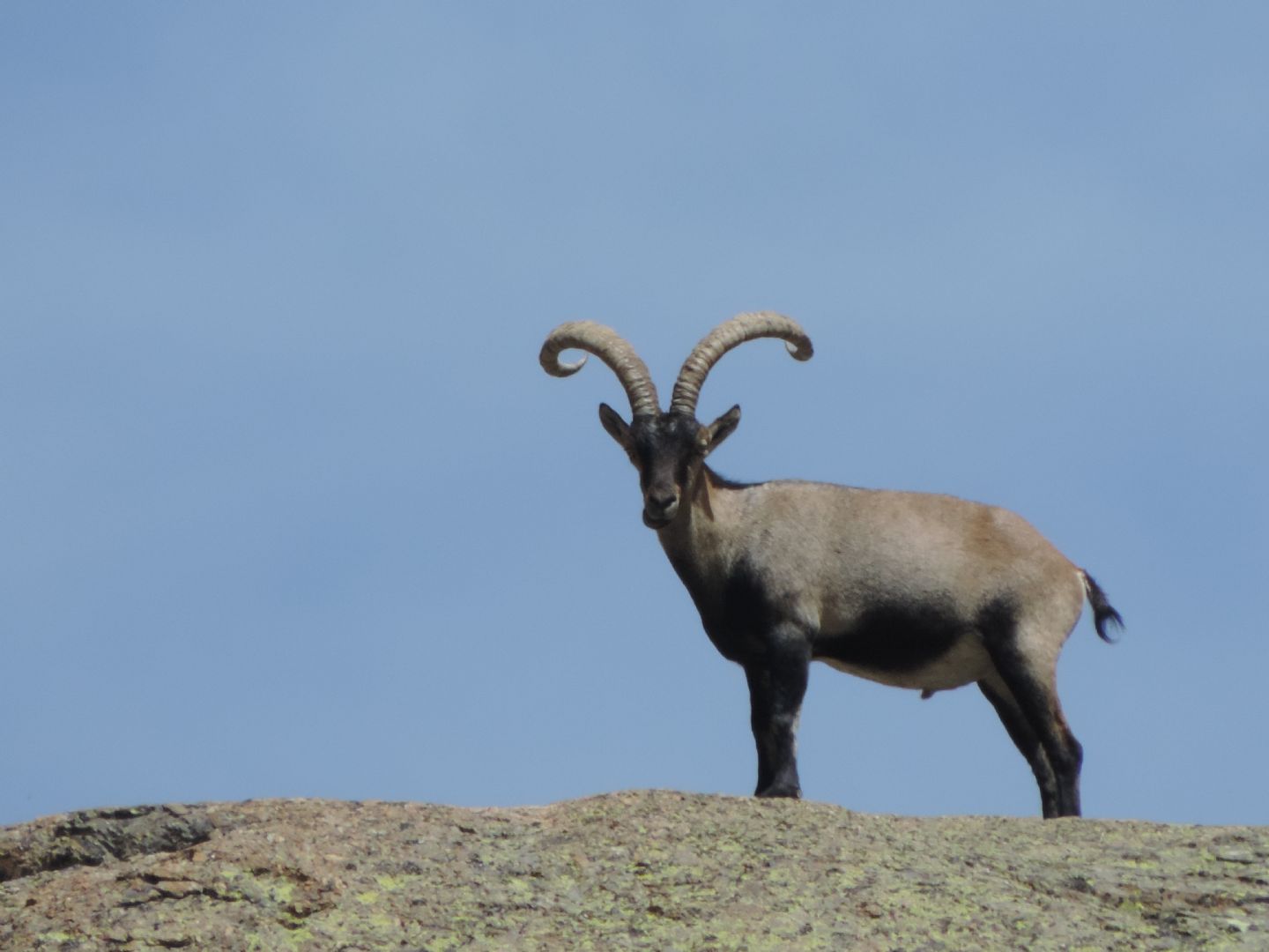 Stambecchi di Gredos