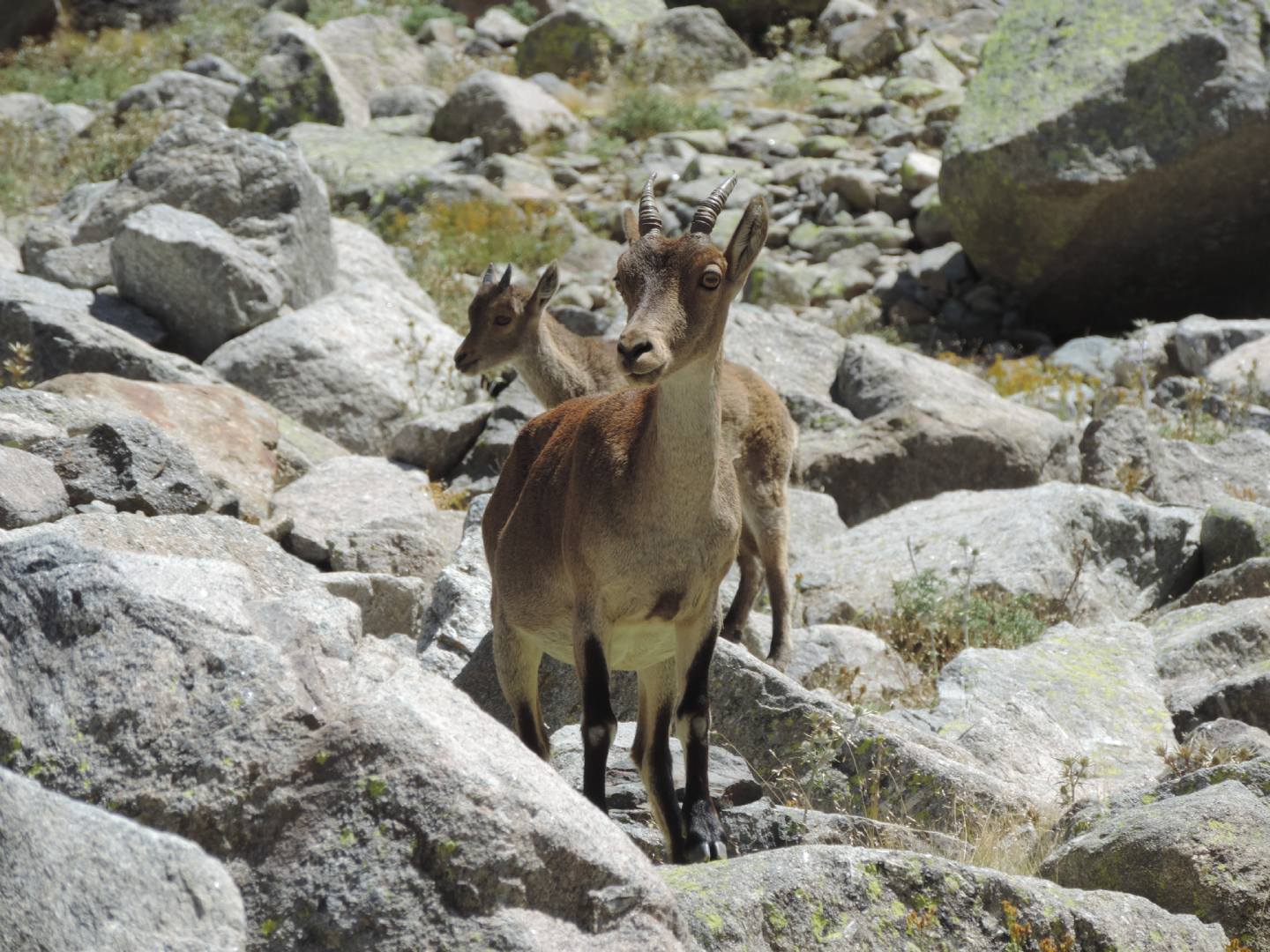 Stambecchi di Gredos