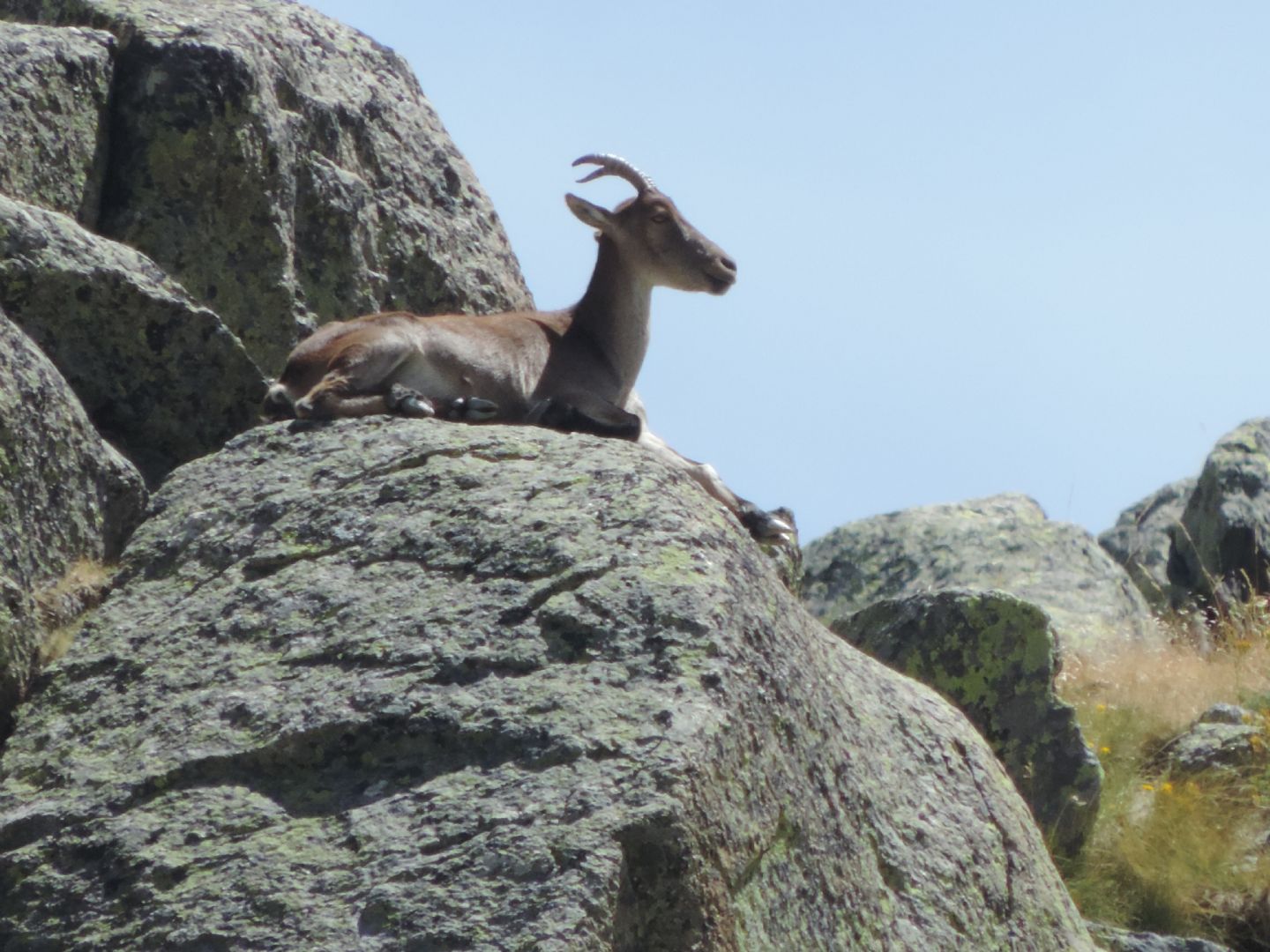 Stambecchi di Gredos