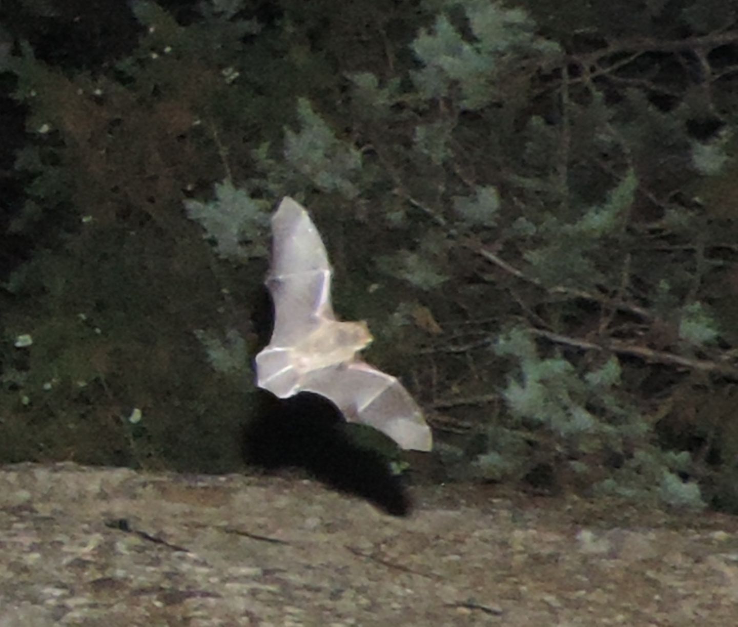 Grossi pipistrelli spagnoli?