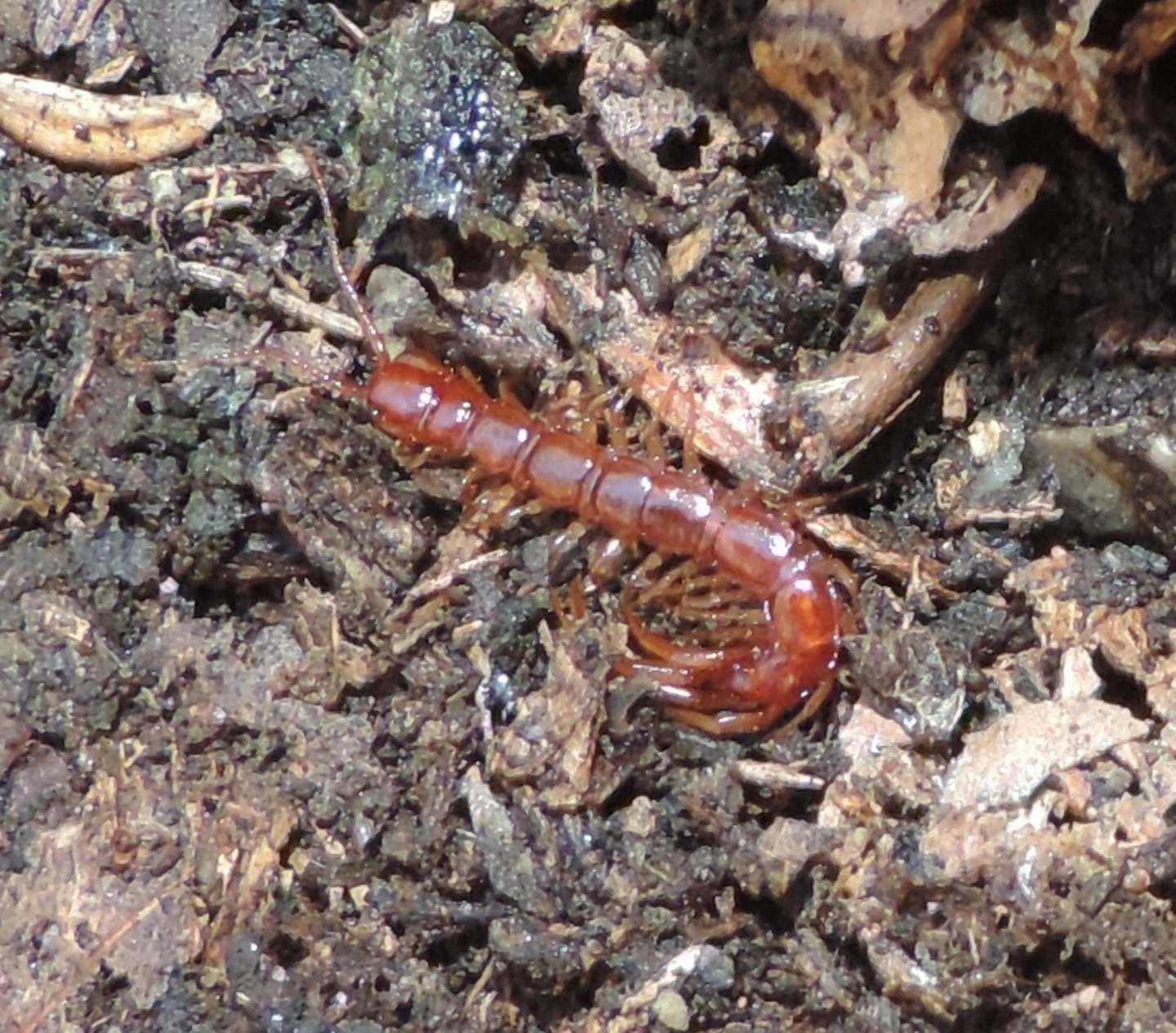 Lithobiidae: Lithobius sp. (Chilopoda-Lithobiomorpha-Lithobiidae)