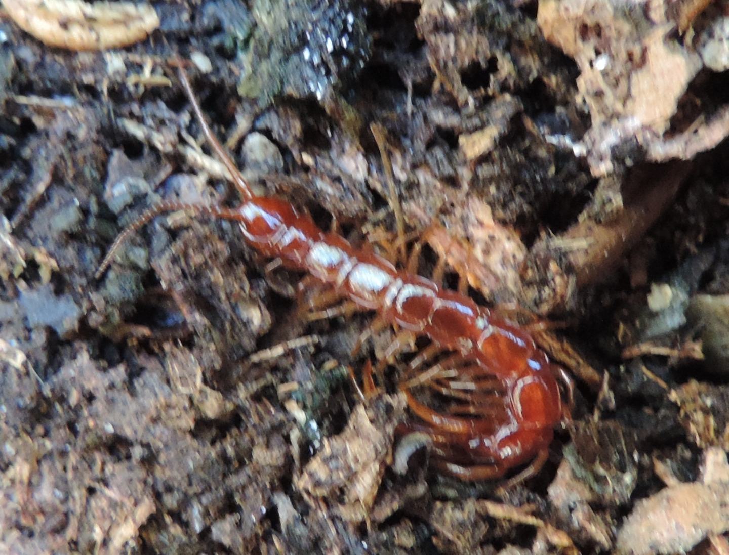 Lithobiidae: Lithobius sp. (Chilopoda-Lithobiomorpha-Lithobiidae)