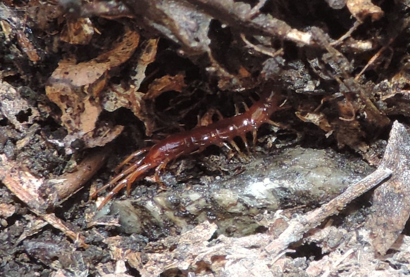 Lithobiidae: Lithobius sp. (Chilopoda-Lithobiomorpha-Lithobiidae)