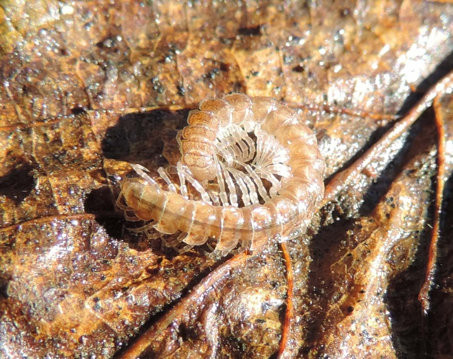 Altro Lithobiidae?  No, Polydesmidae: cfr. Polydesmus sp. (Diploda-Polydesmata)