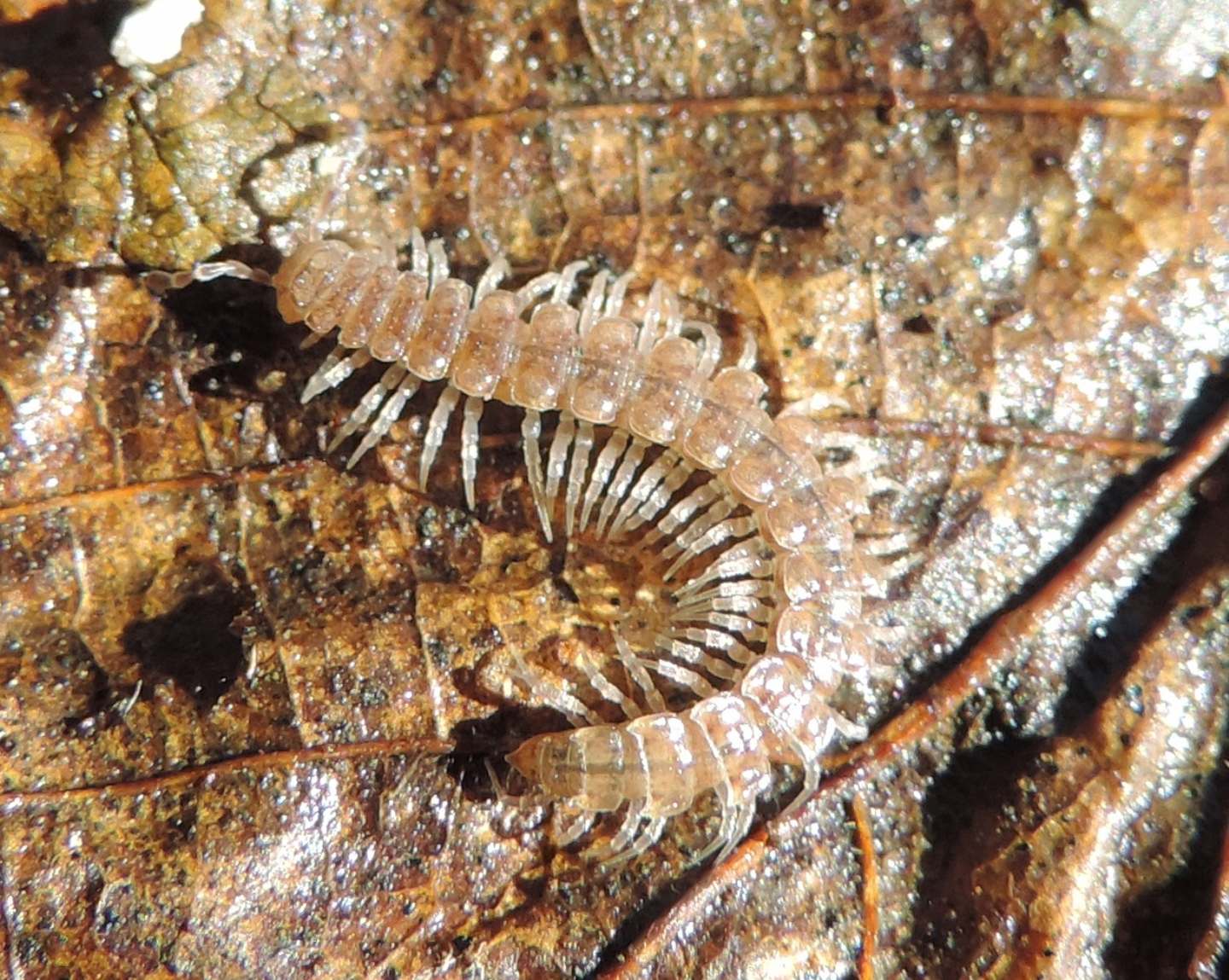 Altro Lithobiidae?  No, Polydesmidae: cfr. Polydesmus sp. (Diploda-Polydesmata)