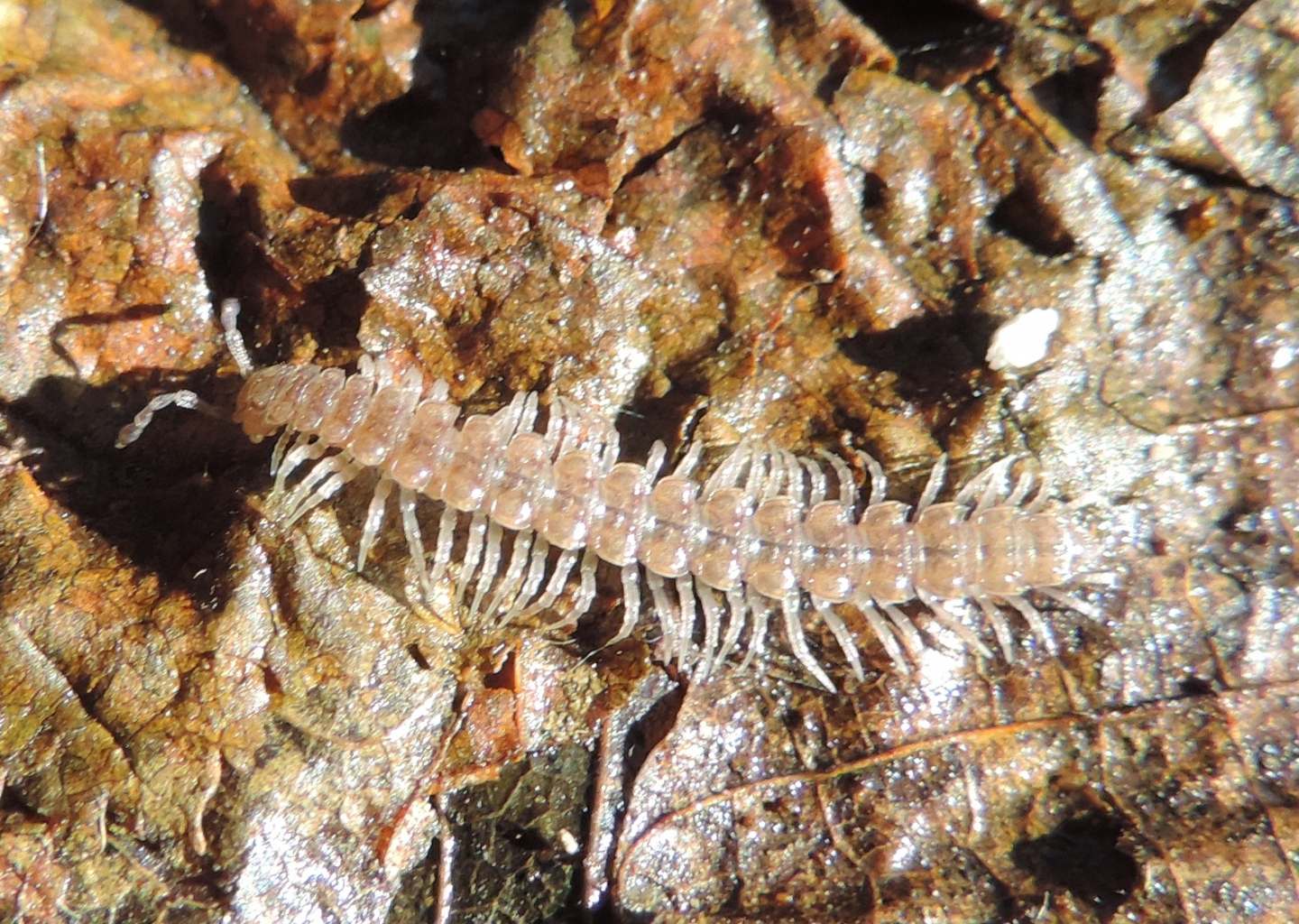 Altro Lithobiidae?  No, Polydesmidae: cfr. Polydesmus sp. (Diploda-Polydesmata)