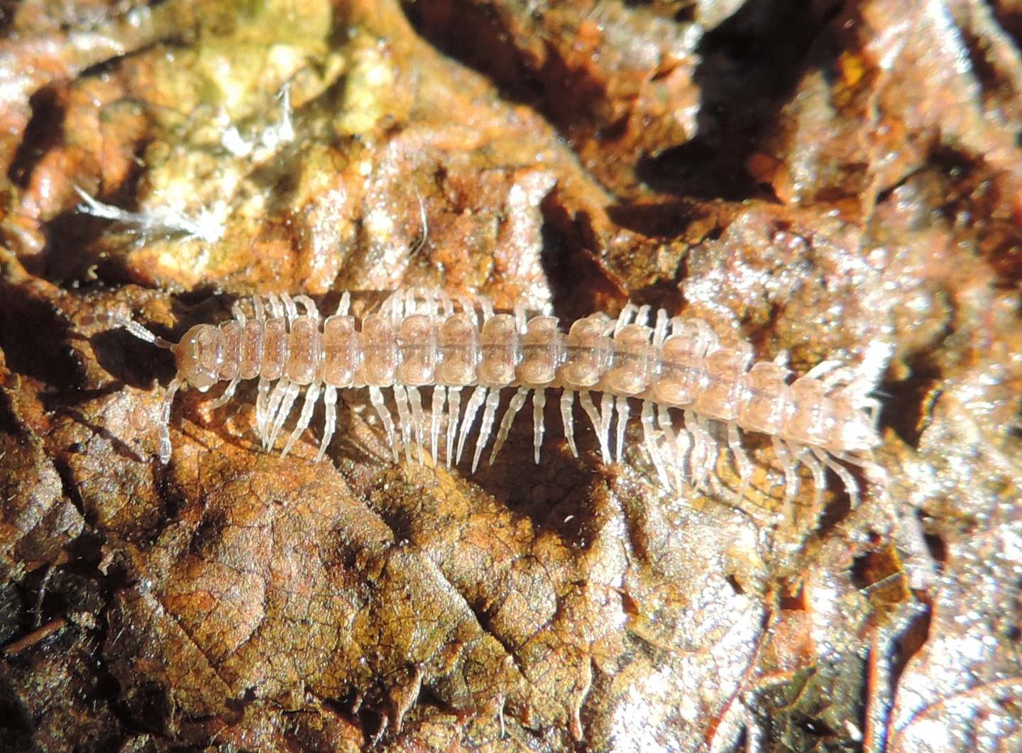 Altro Lithobiidae?  No, Polydesmidae: cfr. Polydesmus sp. (Diploda-Polydesmata)