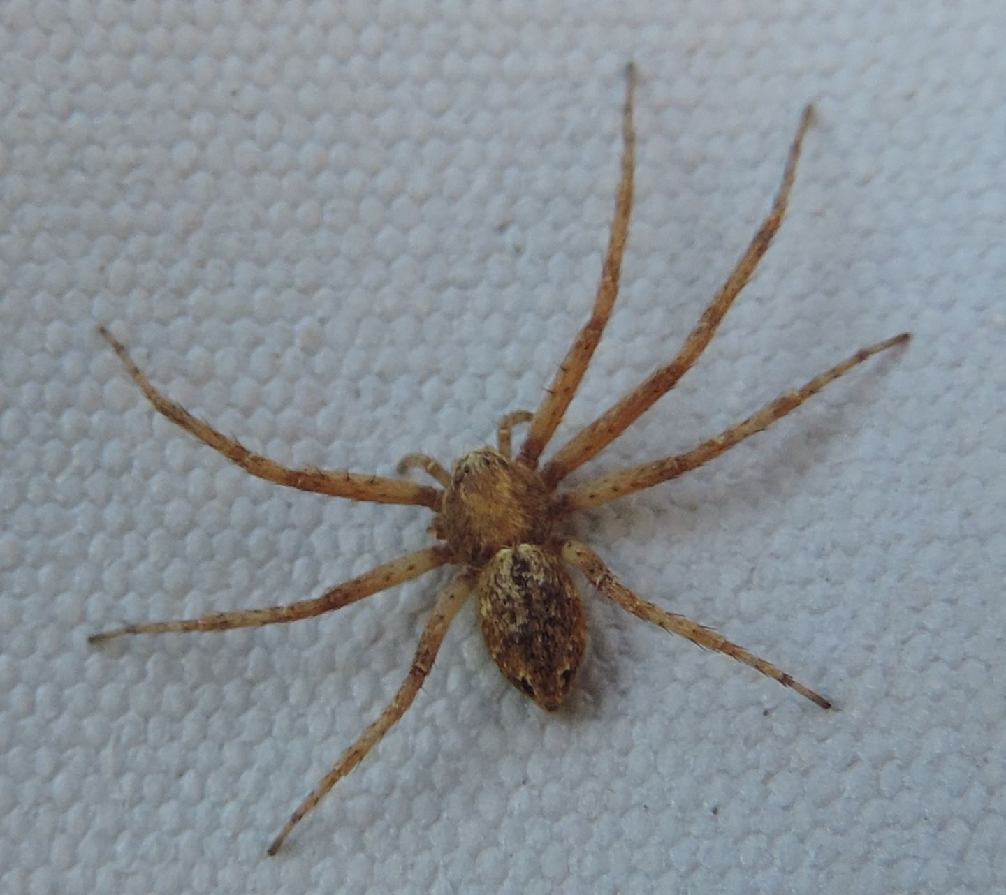 Philodromus sp.  - Bardonecchia (TO)