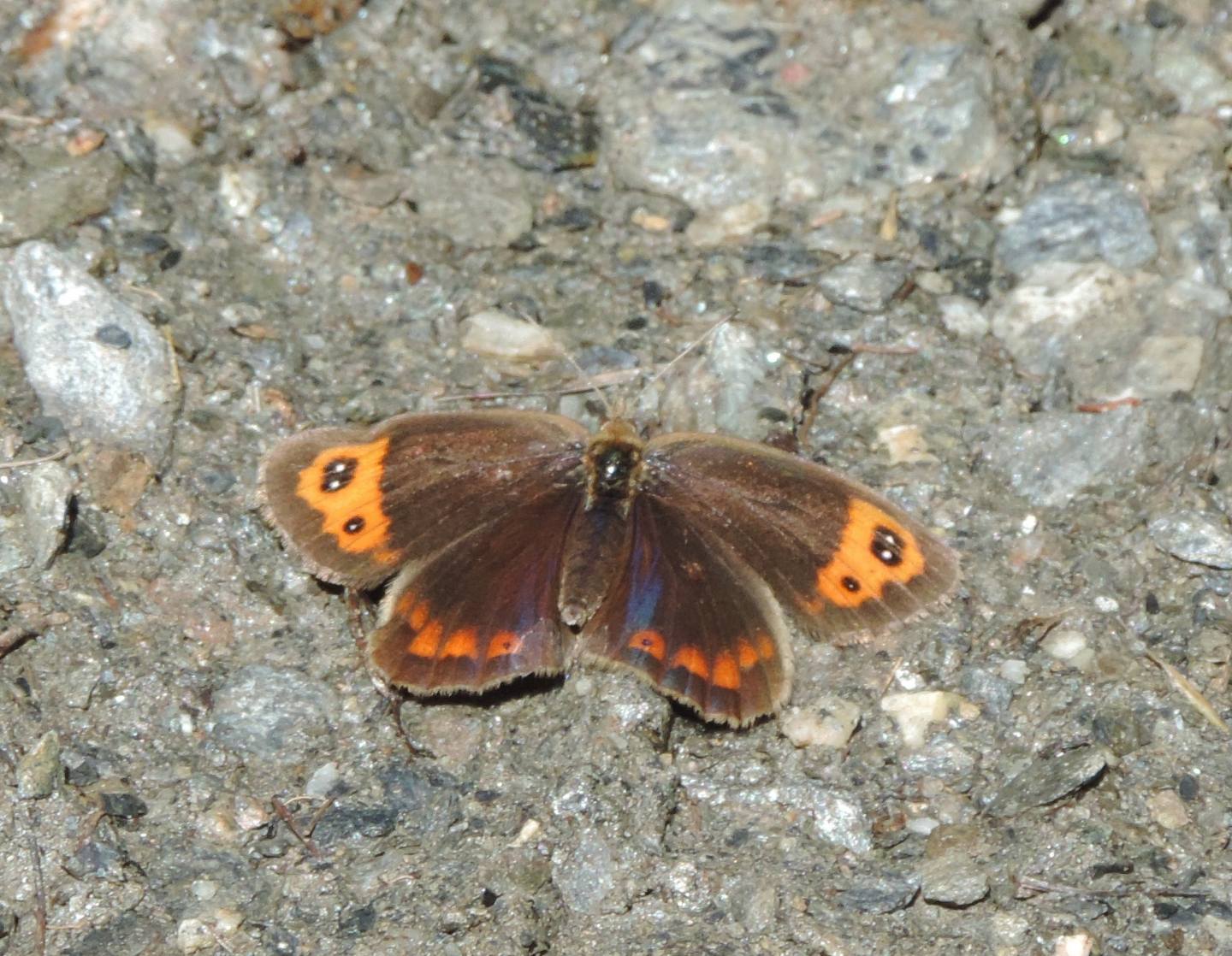 Quale Erebia? Erebia neoridas