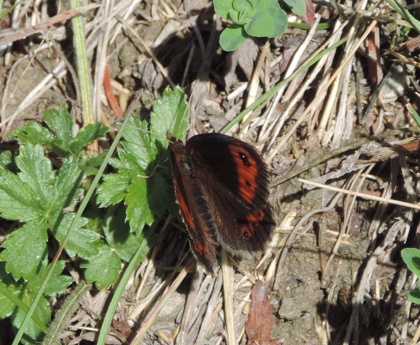 Quale Erebia? Erebia neoridas