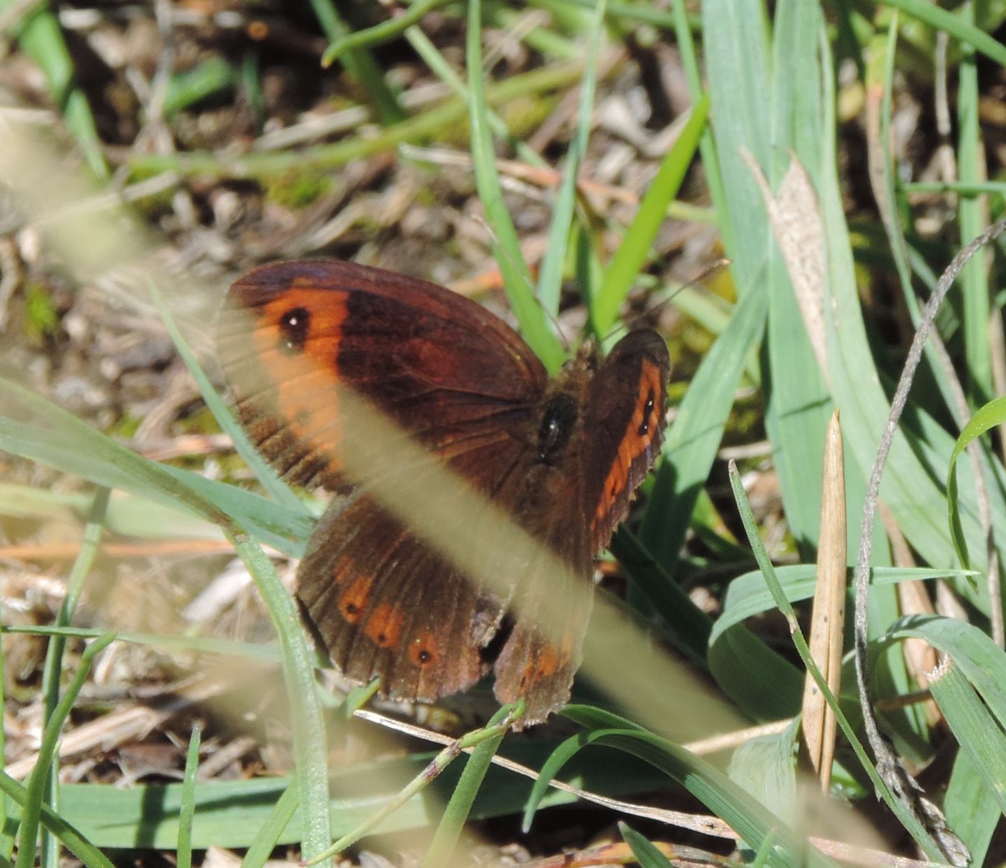 Quale Erebia? Erebia neoridas